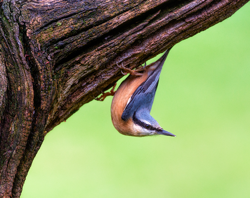Exposición de fotografías de naturaleza "instantes del mundo" de Juan Jimeno Morales