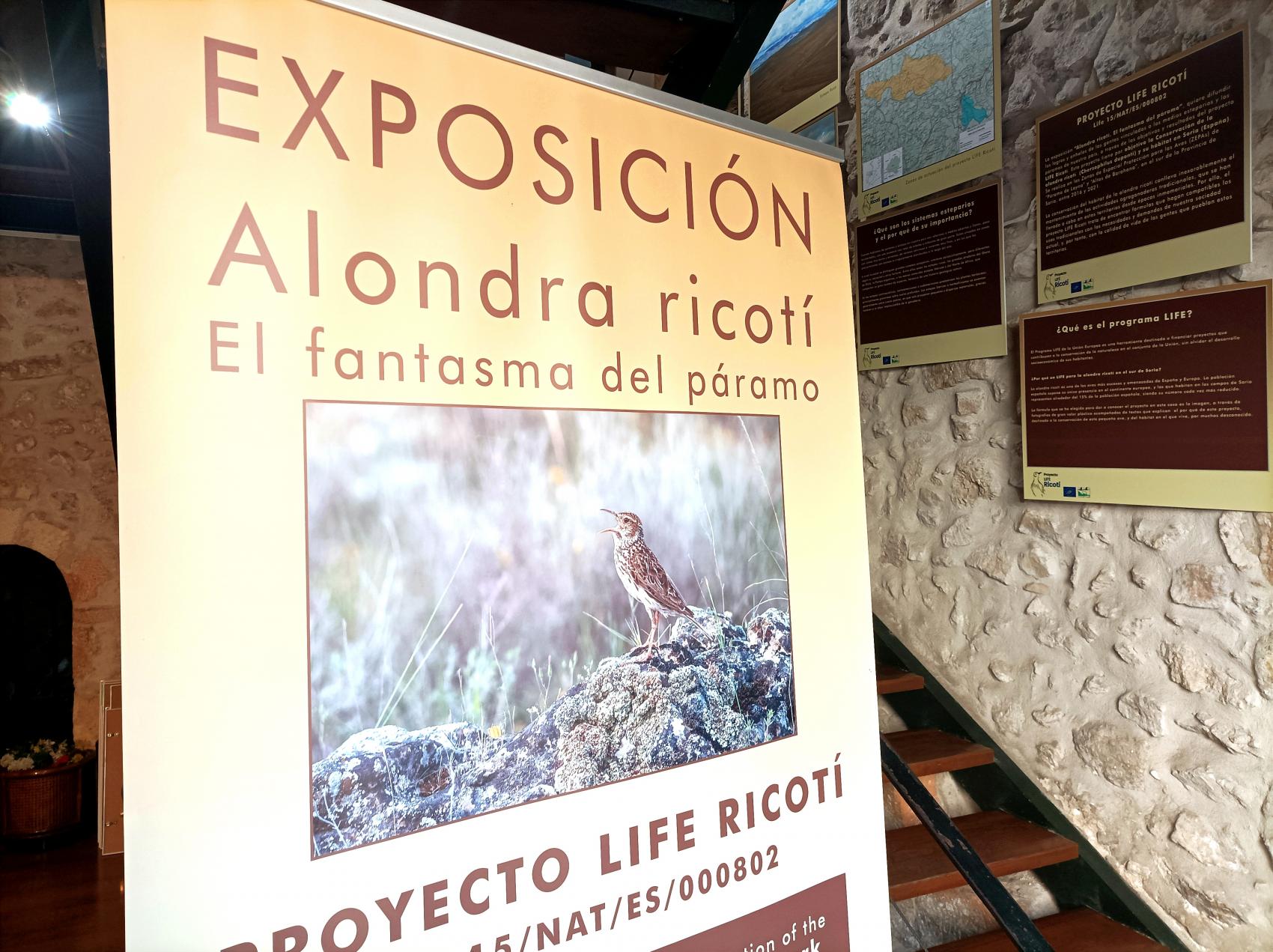 Alondra ricotí. El fantasma del páramo