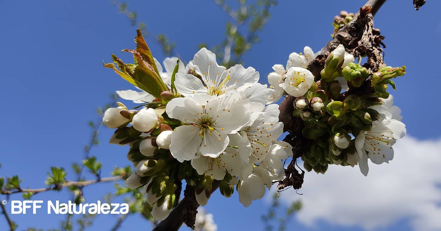 Ruta cerezos en flor