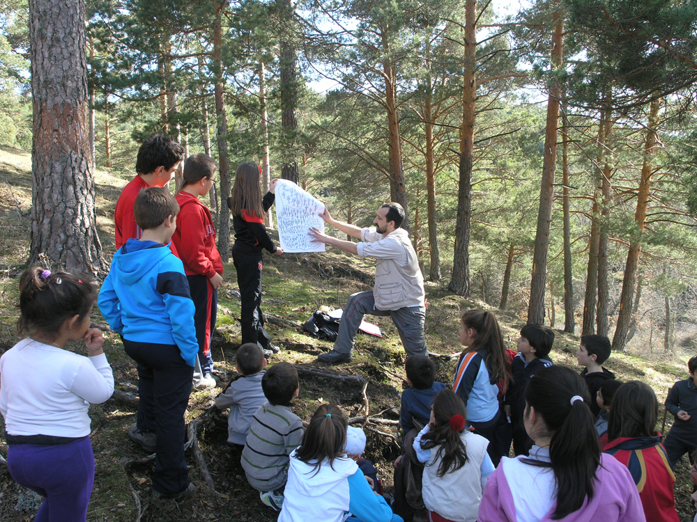 Ruta forestal