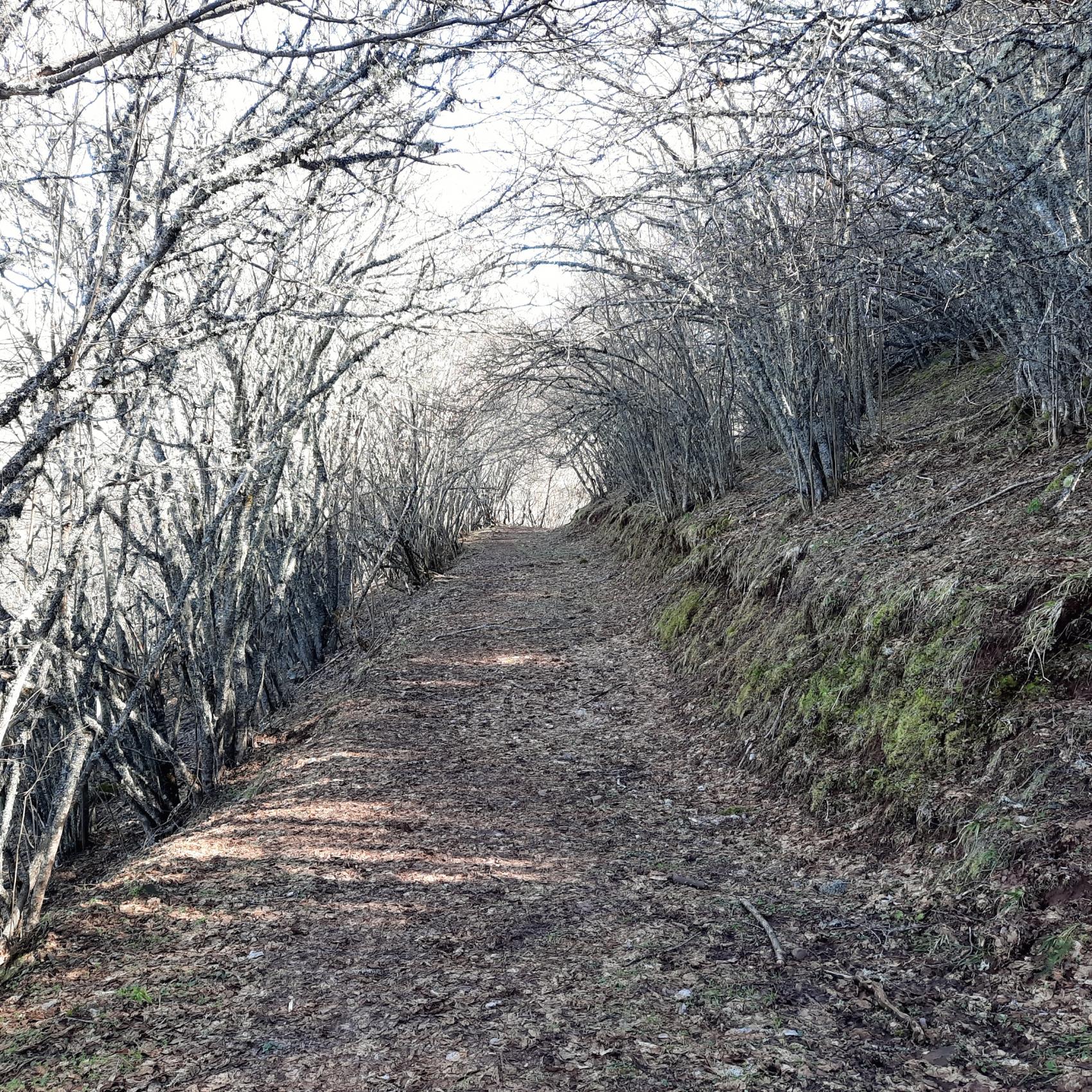 Ruta interpretada al bosque de avellanos de las biescas