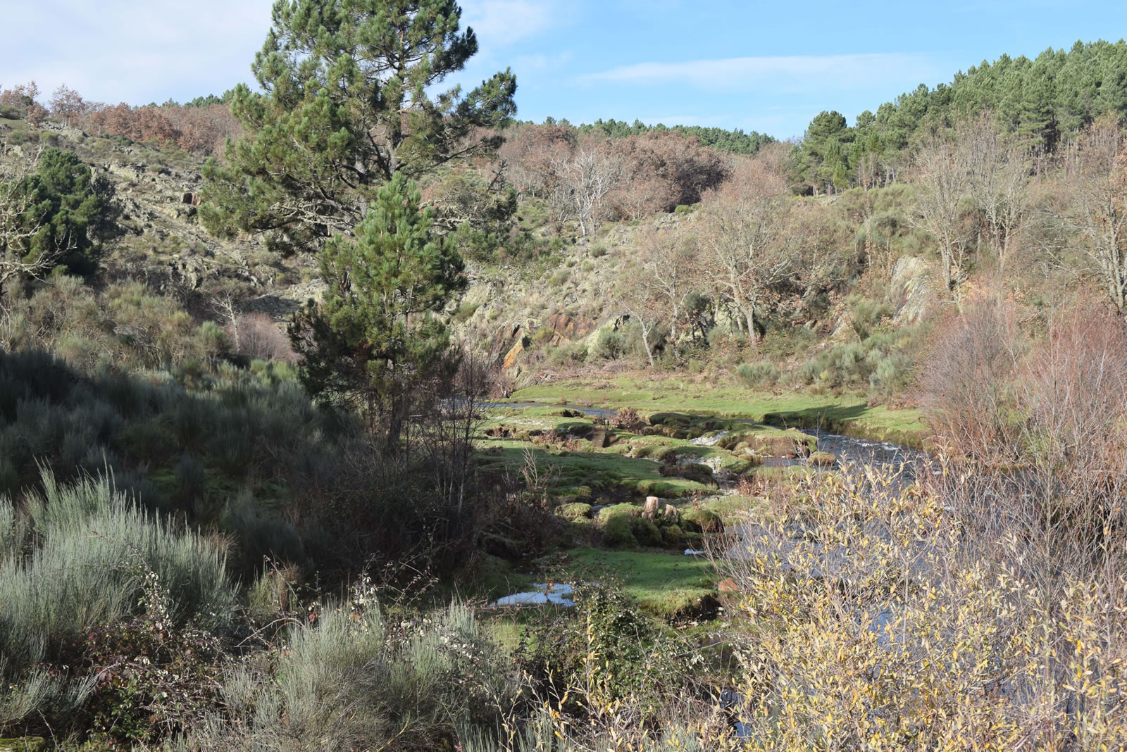 La Junta de Castilla y León y Red Eléctrica de España plantarán 49.000 árboles en la Sierra de Gata