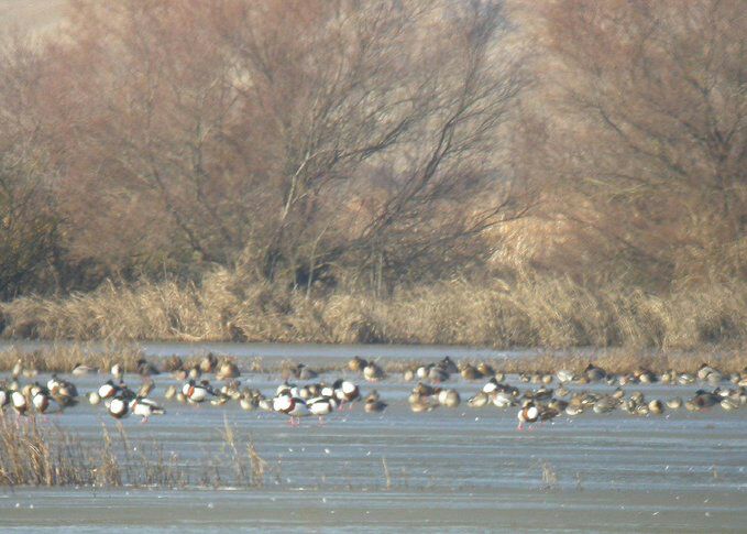 Las Lagunas de Villafáfila y La Nava celebran el Día de los Humedales con actividades de educación ambiental