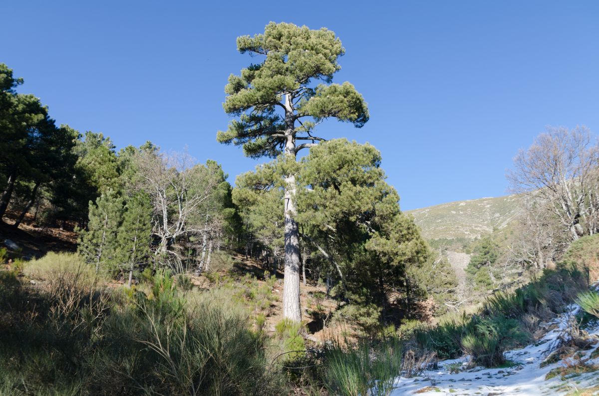 El abulense Pino ‘de la Adrada’, candidato al ‘Árbol Europeo del Año’