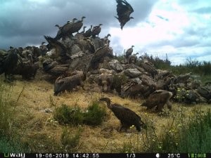 EL PROYECTO RUPIS, RECIBE LA VISITA DE UN BUITRE AFRICANO