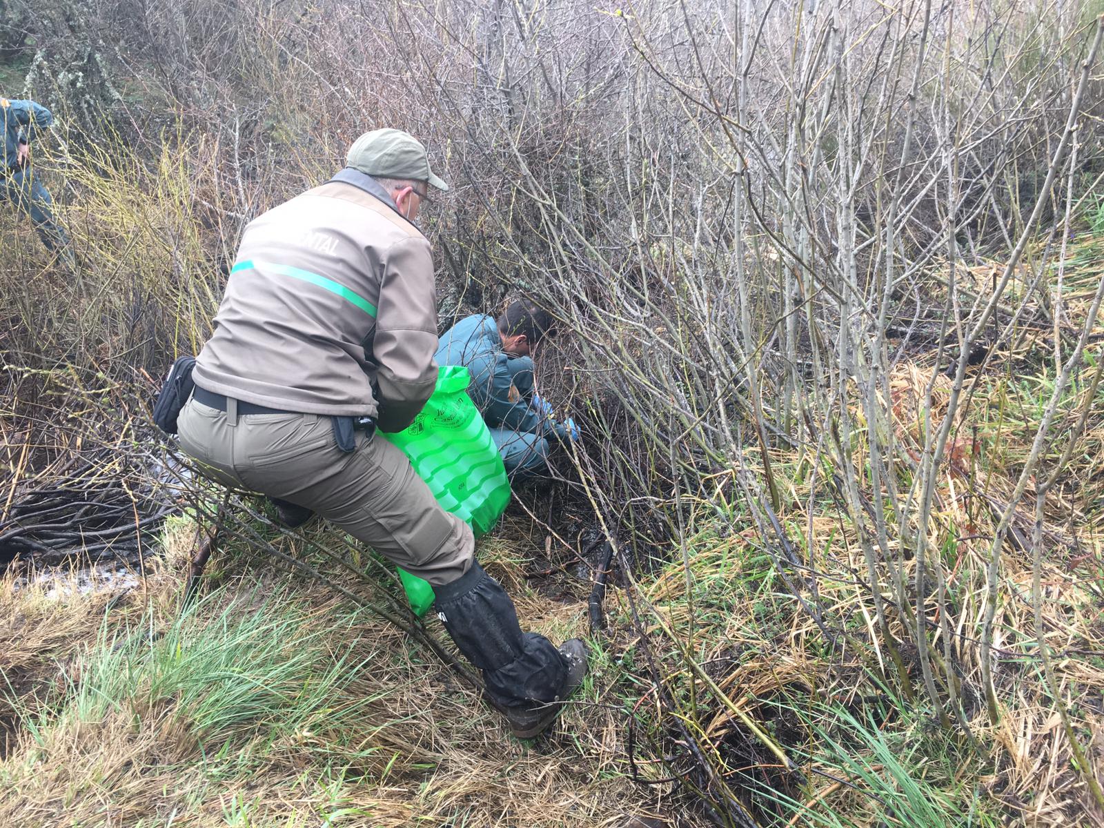 Aparecen los restos esqueletizados de un ejemplar adulto de oso pardo en Herreruela de Castillería (Palencia)