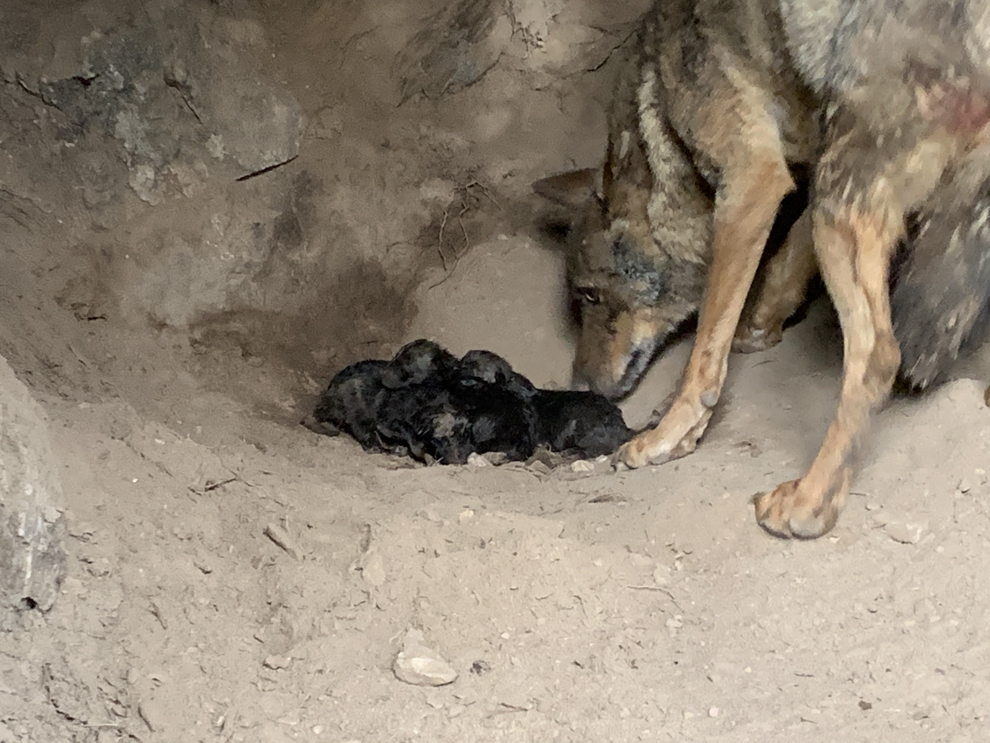 Jara, una de las lobas del Centro del Lobo, pare tres crías