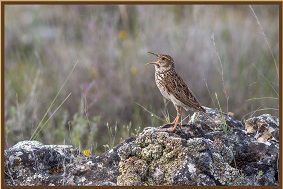 Exposicion alondra ricoti
