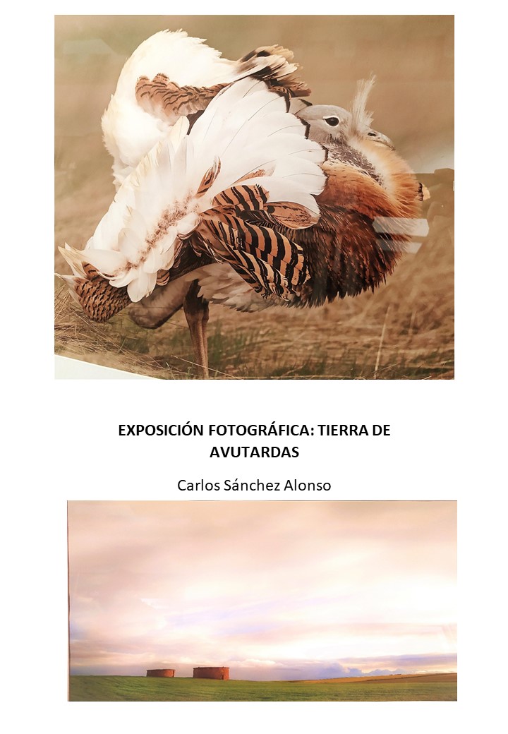 Tierra de avutardas