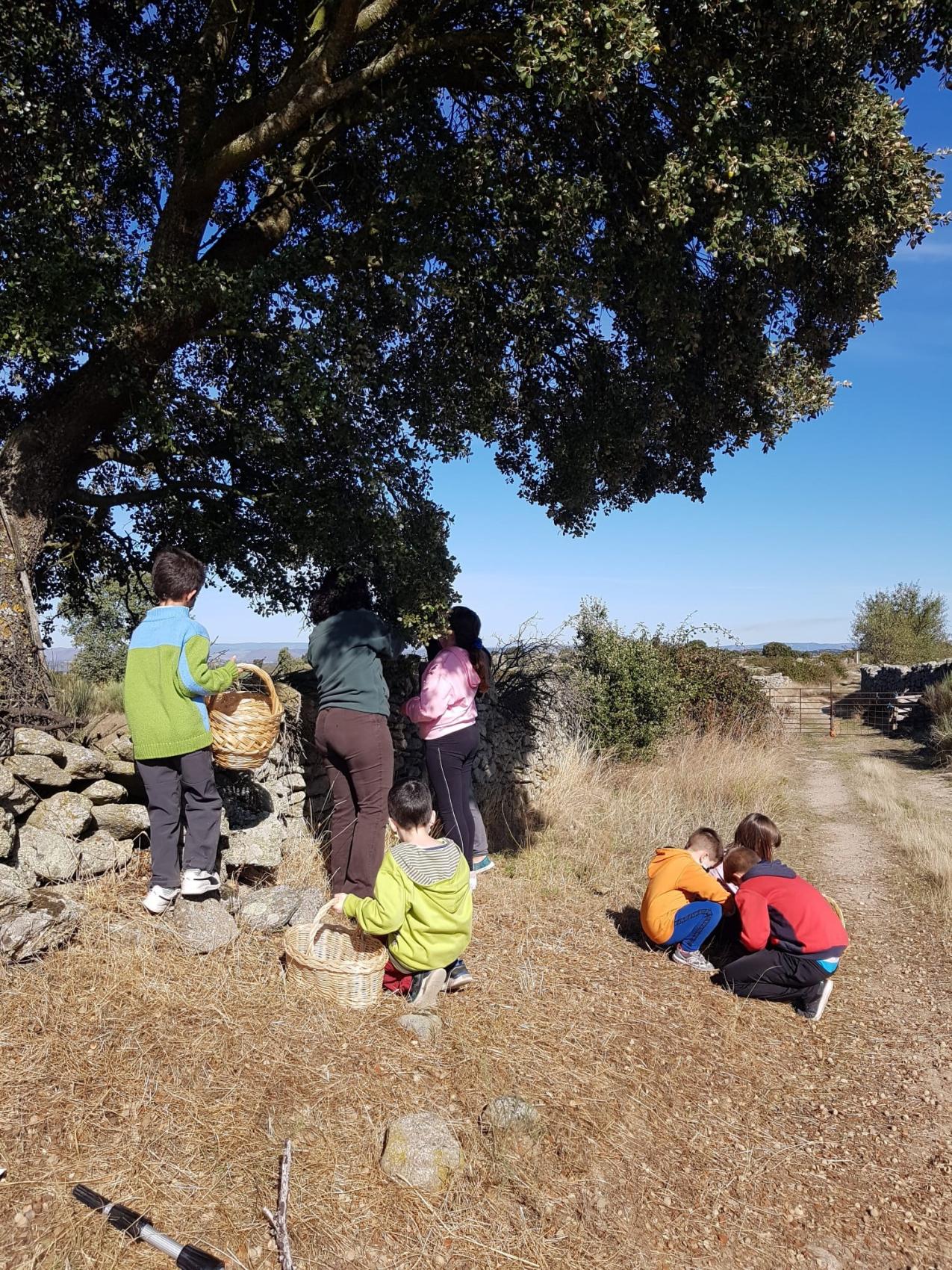 "Plantabosques", guardando semillas