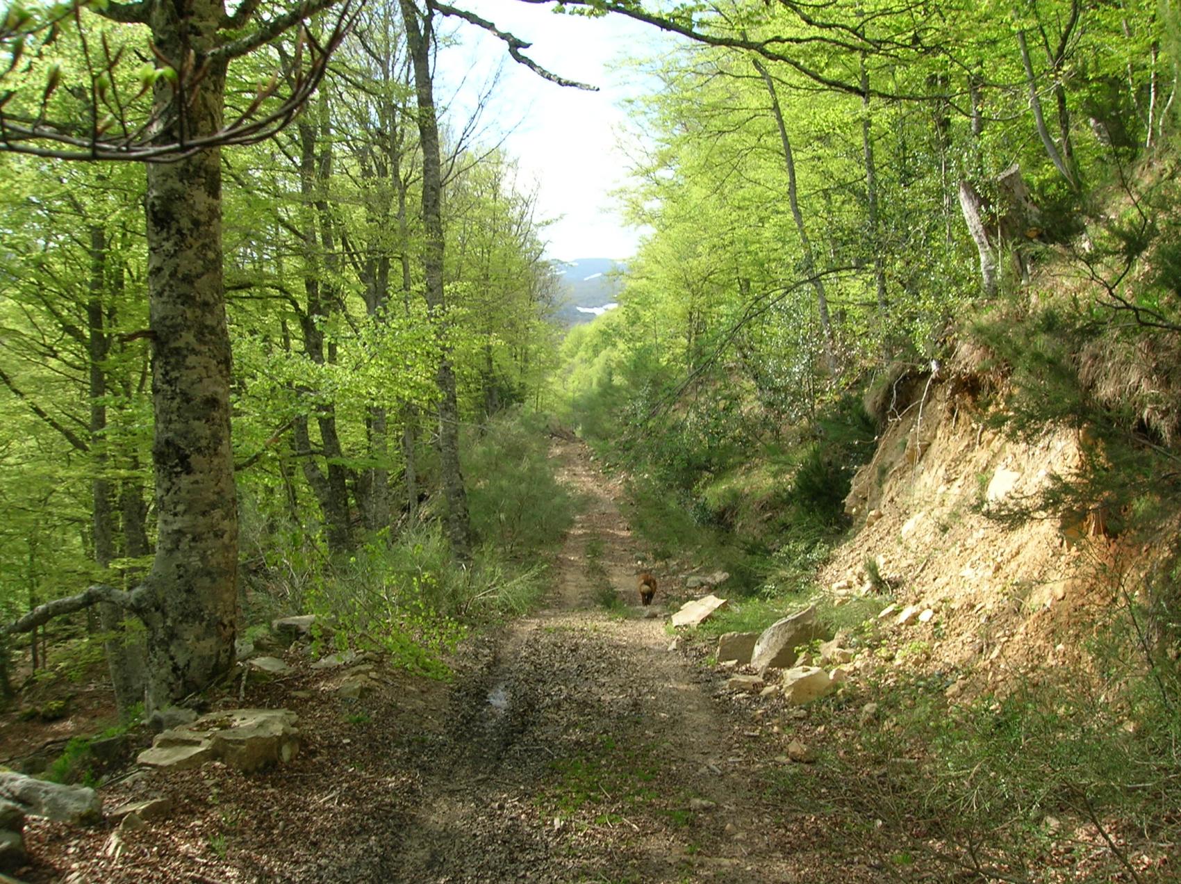 Baño de bosque