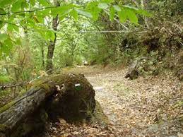 Conoce el Bosque
