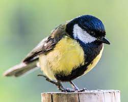 Ven a conocer las aves del parque natural