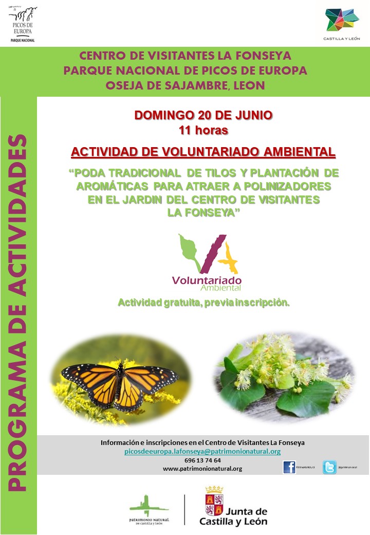 Voluntariado Ambiental : Poda tradicional de Tilos y plantación de aromáticas.