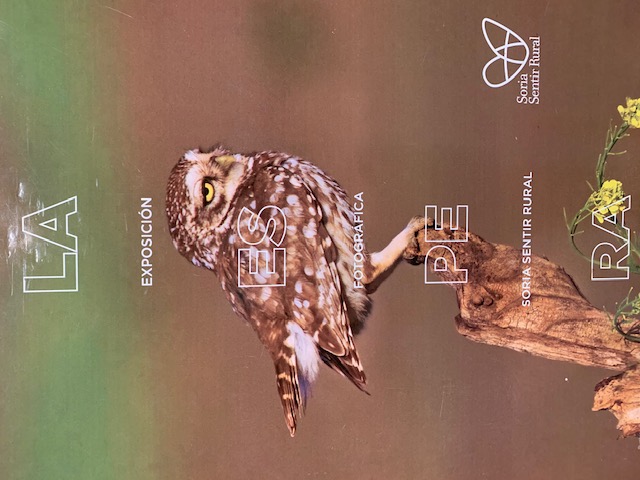 Exposición de aves " la espera"