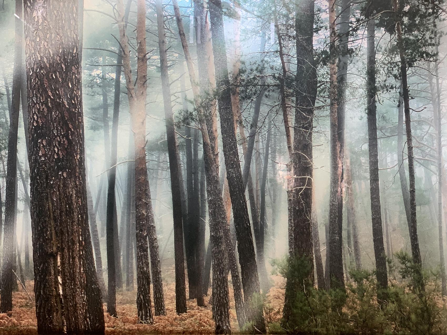 Sintiendo el bosque