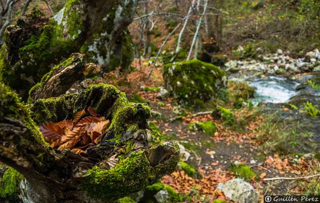 La Fundación Patrimonio Natural y la Ruta del vino Ribera del Duero firman un acuerdo de colaboración en favor de la divulgación de la Naturaleza