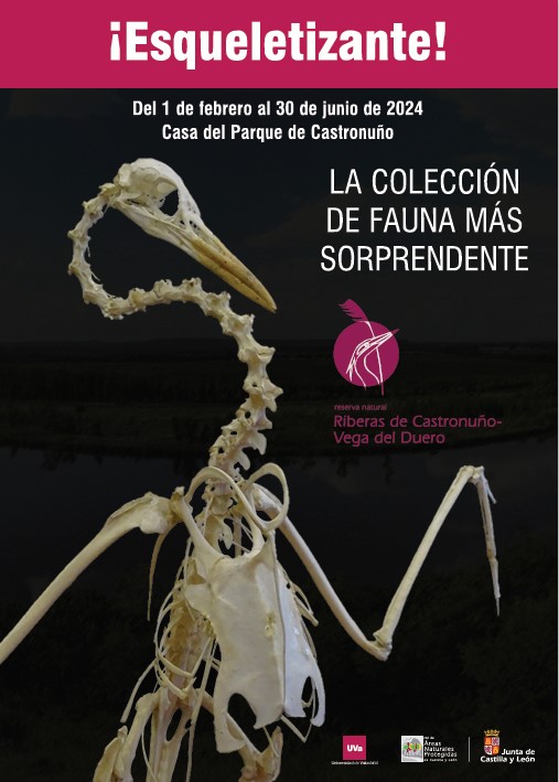 Los huesos nos cuentan la Historia de la vida