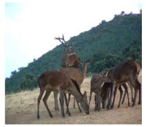 UN ACONTECIMIENTO ÚNICO EN PICOS DE EUROPA: LA BERREA