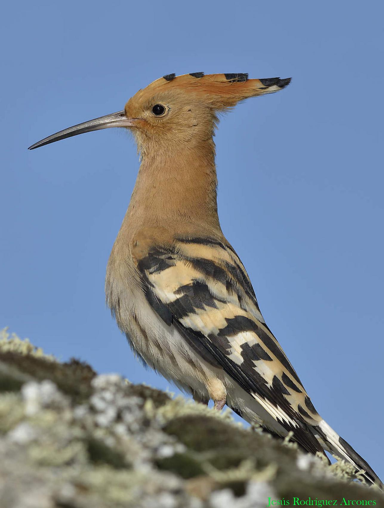 Exposición de fotografía de aves.