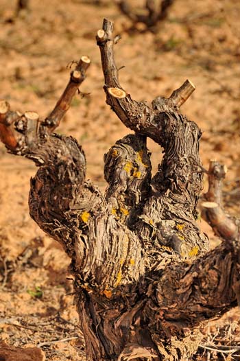 EL PRAE DE VALLADOLID ACOGE LA PRESENTACIÓN PUBLICA DEL PROYECTO EUROPEO “HAproWINE”
