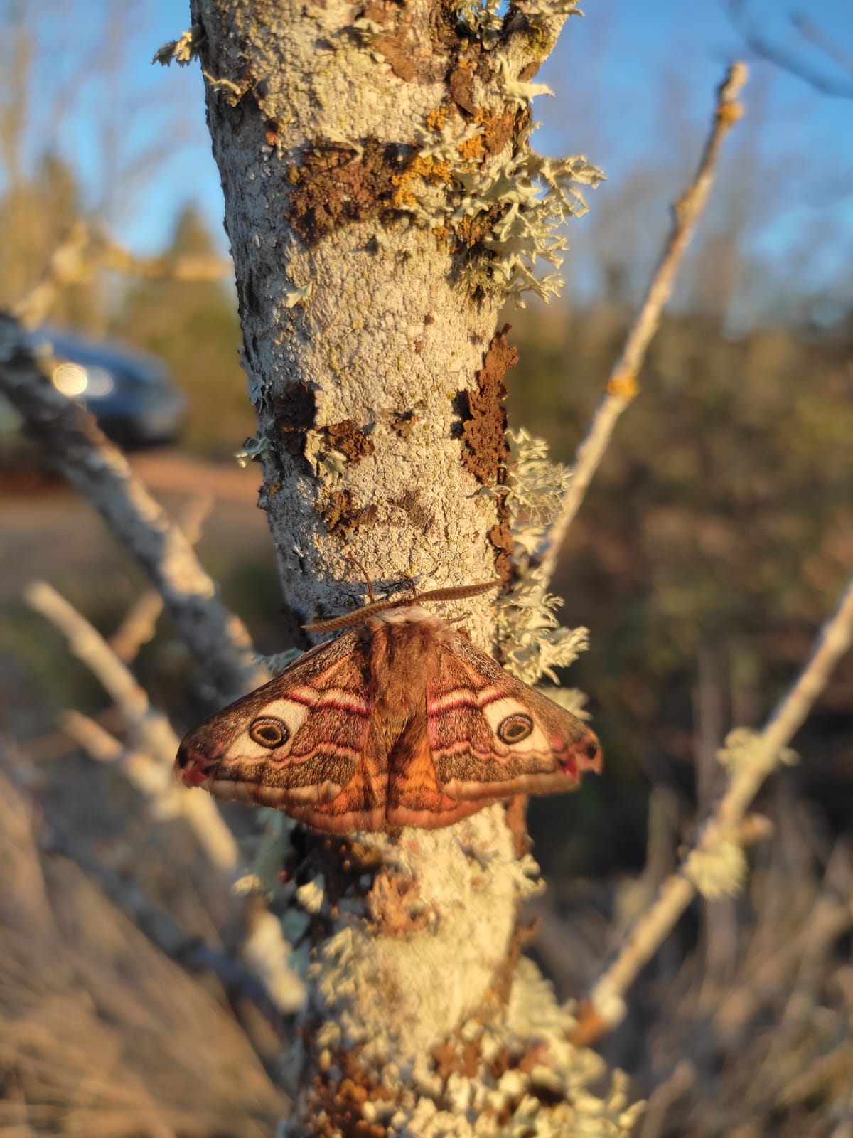 Muestreo de mariposas nocturnas