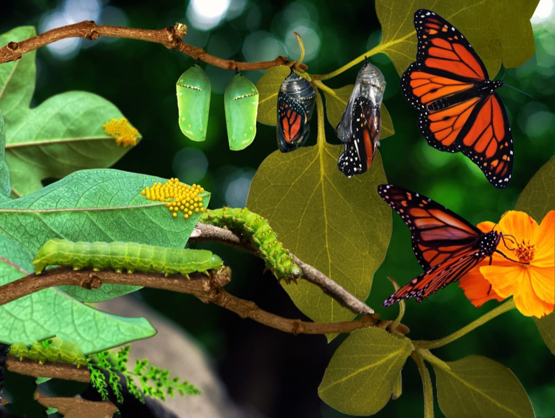 Conoce el mágico ciclo de los insectos