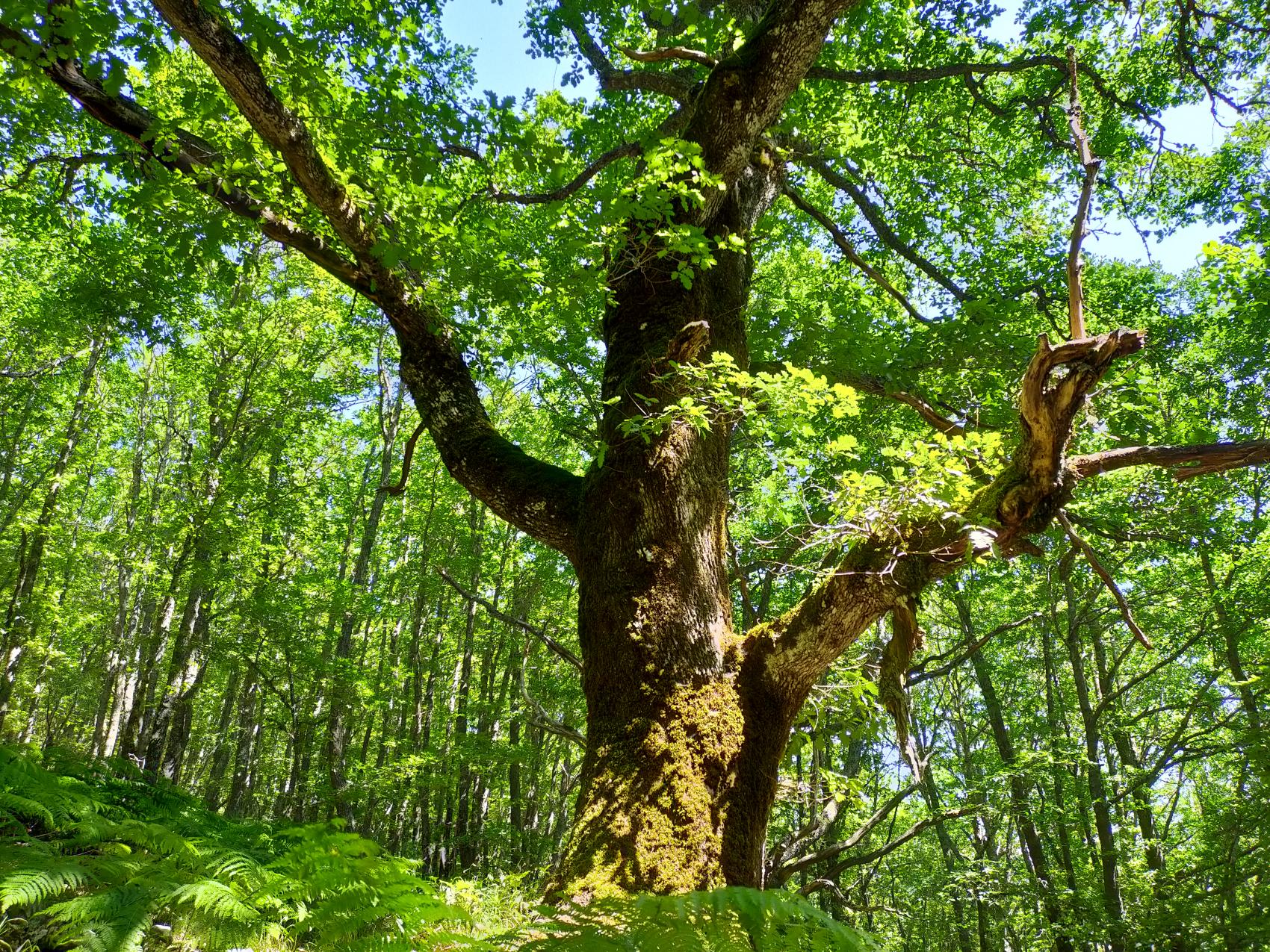 Experiencias en la naturaleza: bosque de pardomino