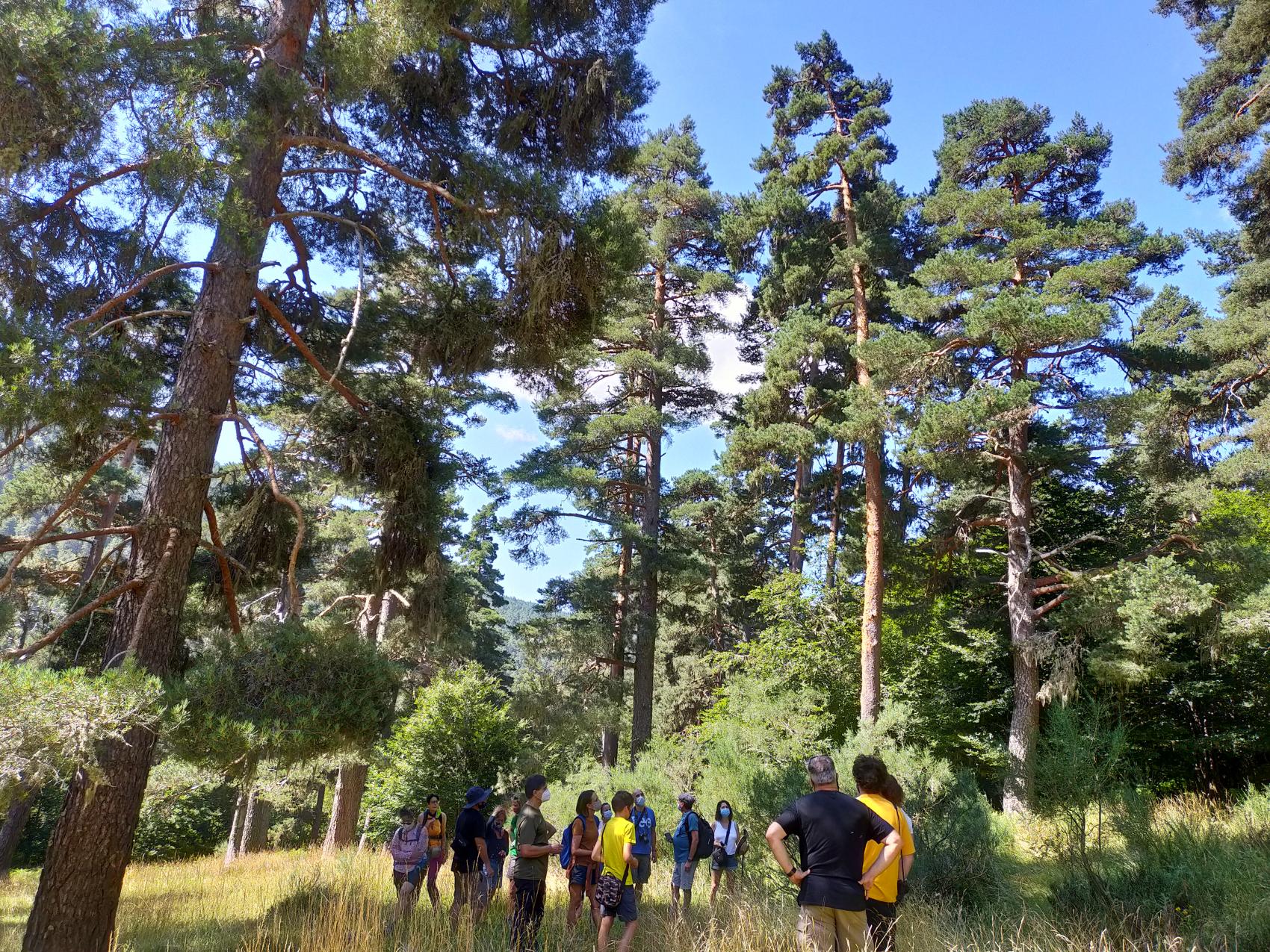 Experiencias en la naturaleza: pinar de puebla de lillo