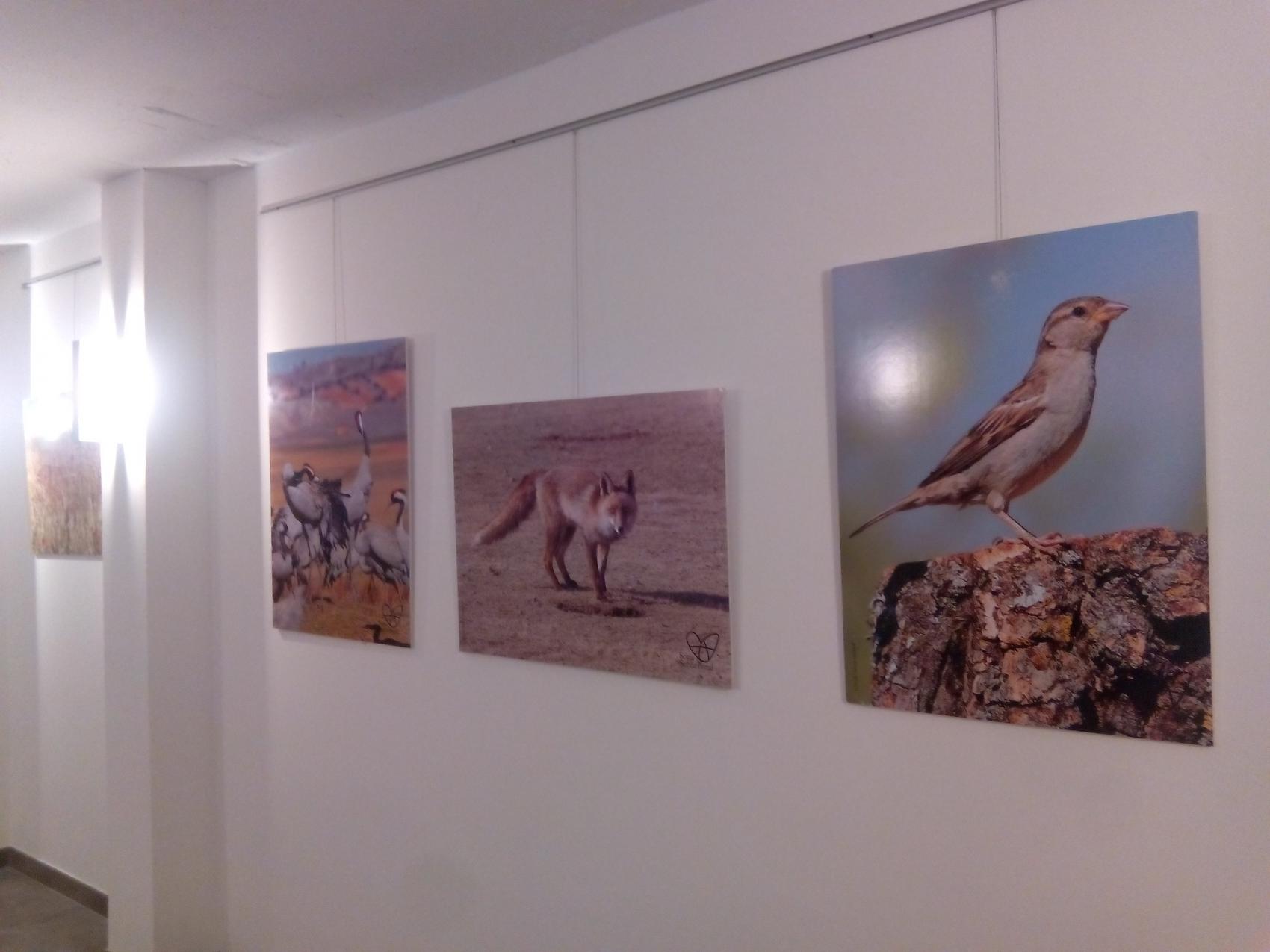 Exposición fotografica de fauna soriana