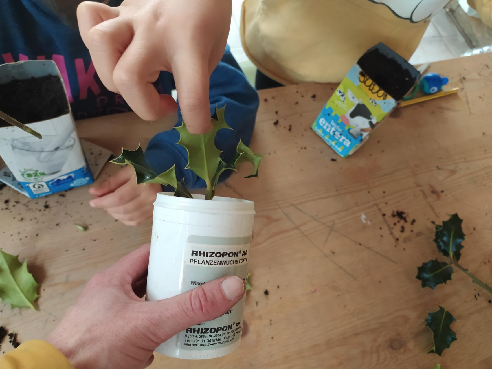 Taller de esquejado de acebo