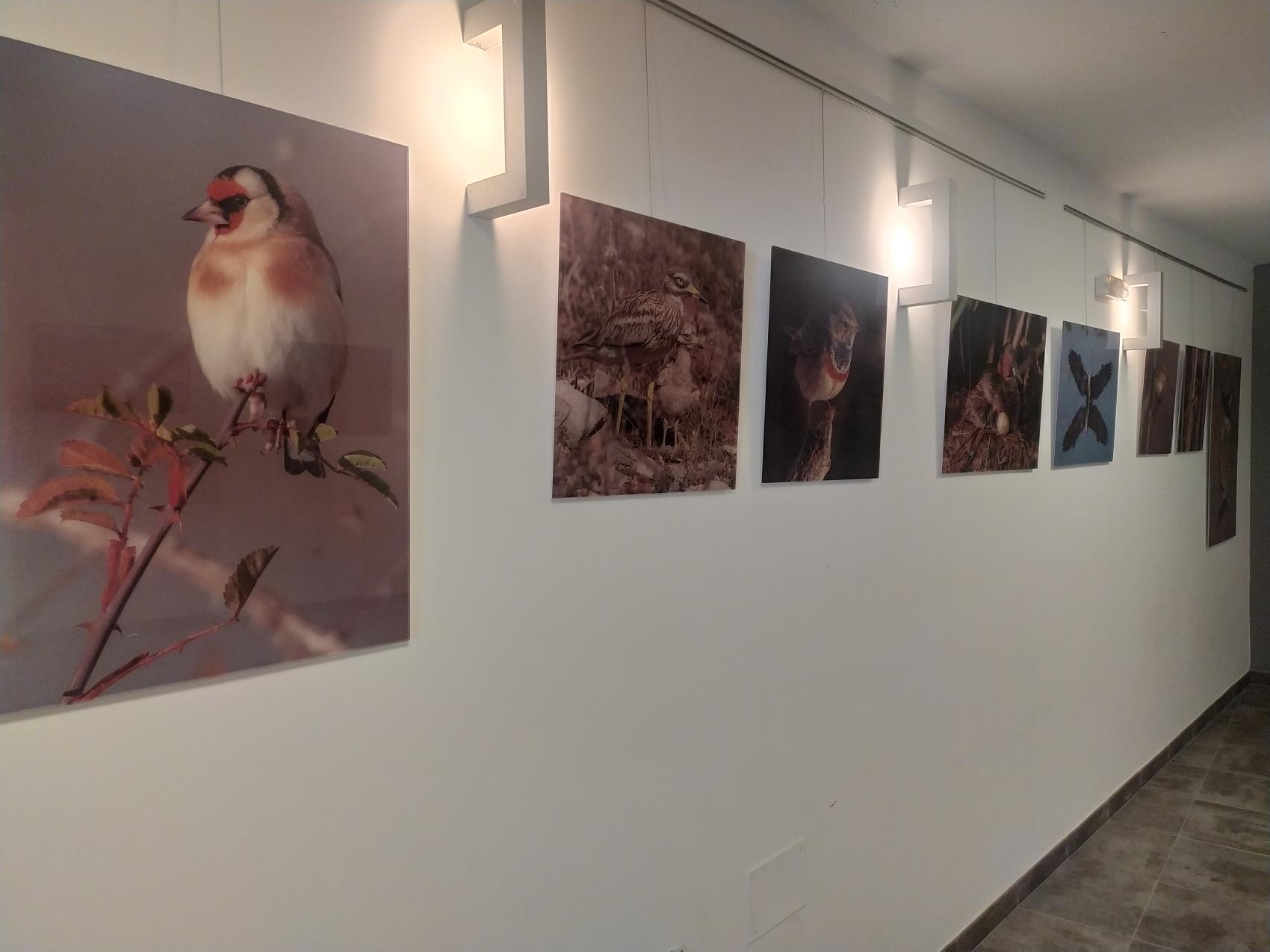 Exposición fotográfica de fauna "apuntes naturales"
