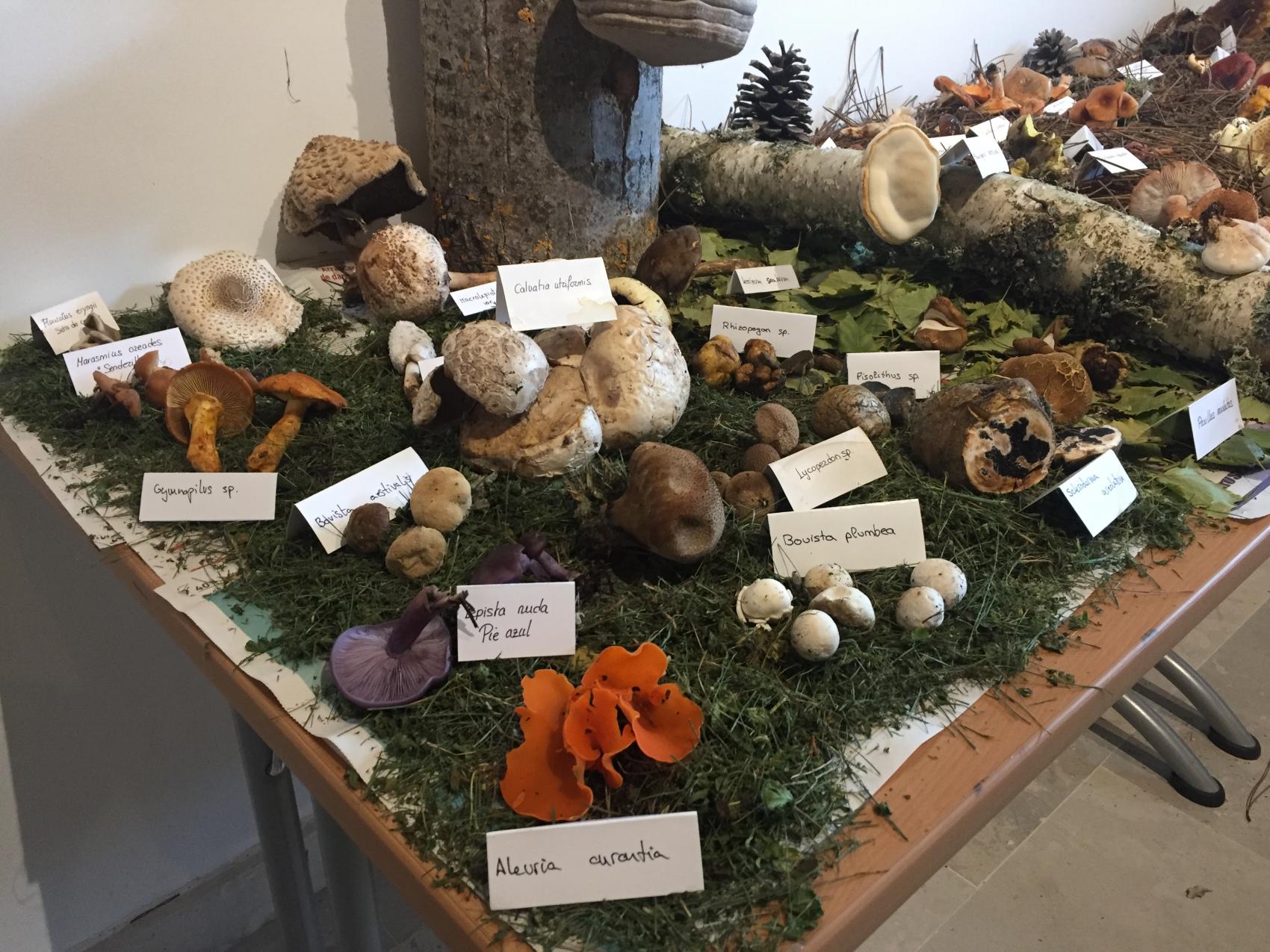 Exposición de setas