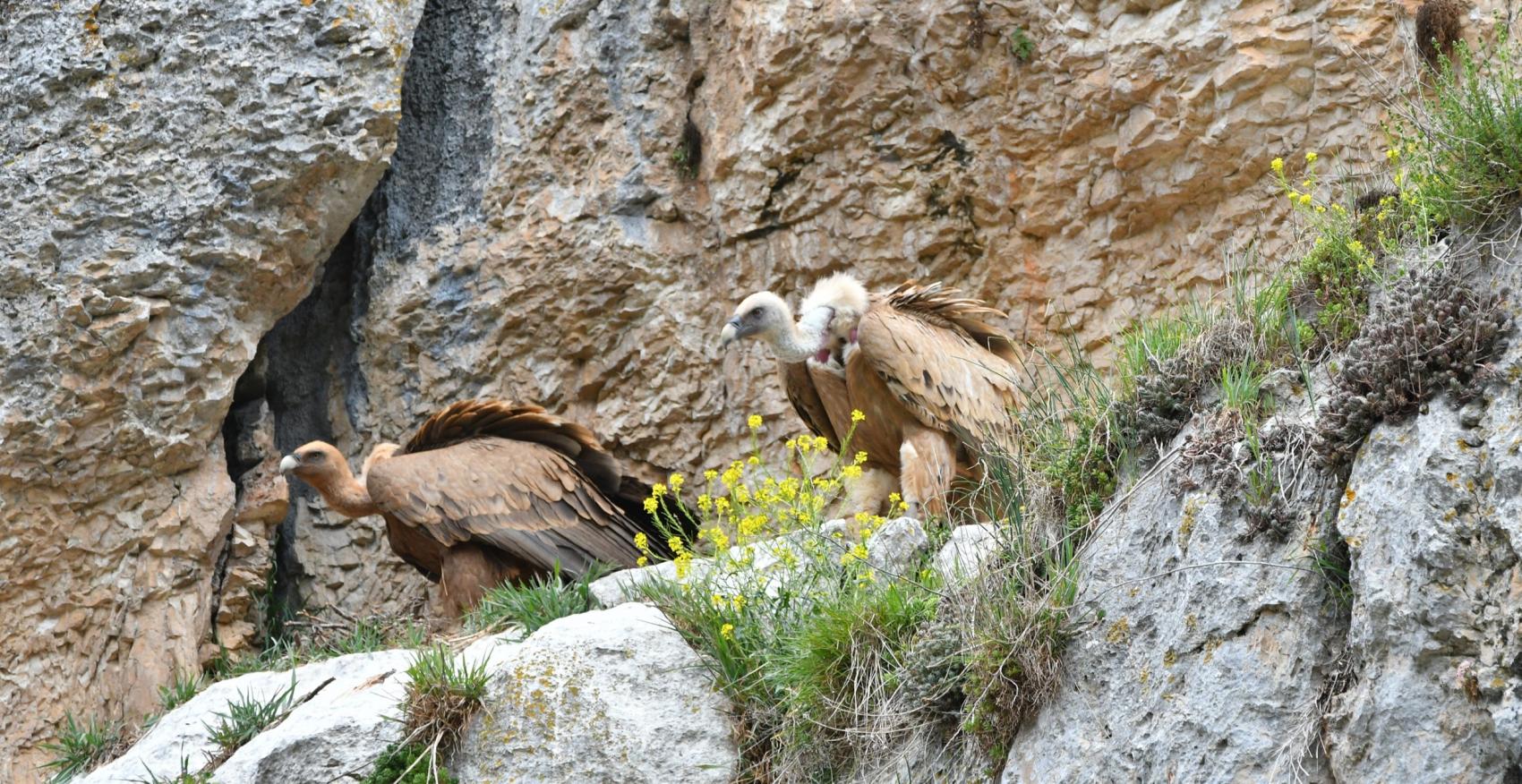 Taller de aves rapaces