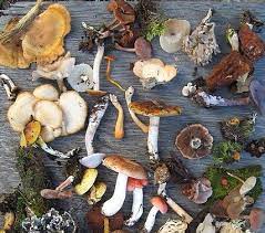 Experiencias en la naturaleza: "jornadas micologicas"