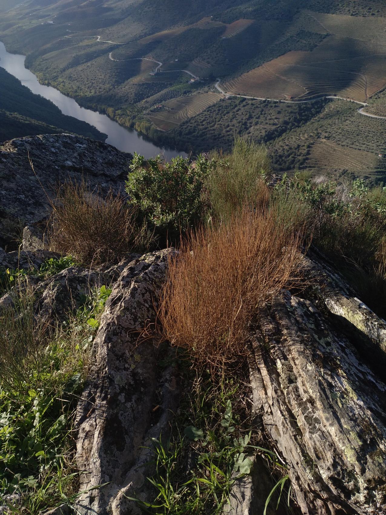 Arribes, un libro abierto: mirador de las quintanas