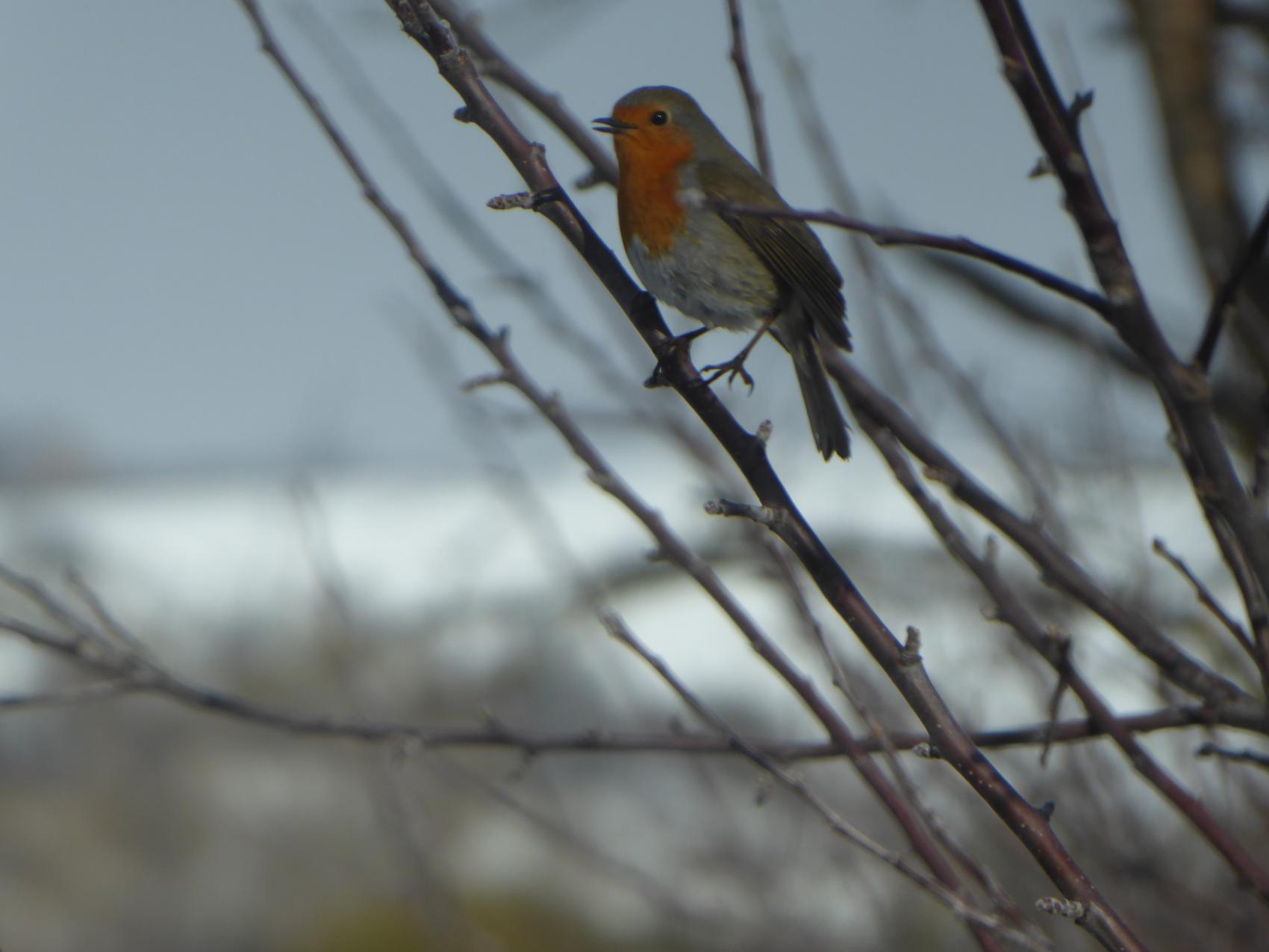 Ruta ornitológica para descubrir las aves del parque natural montaña palentina