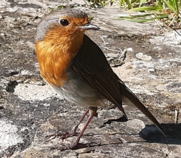 Elaboración de bebederos para aves