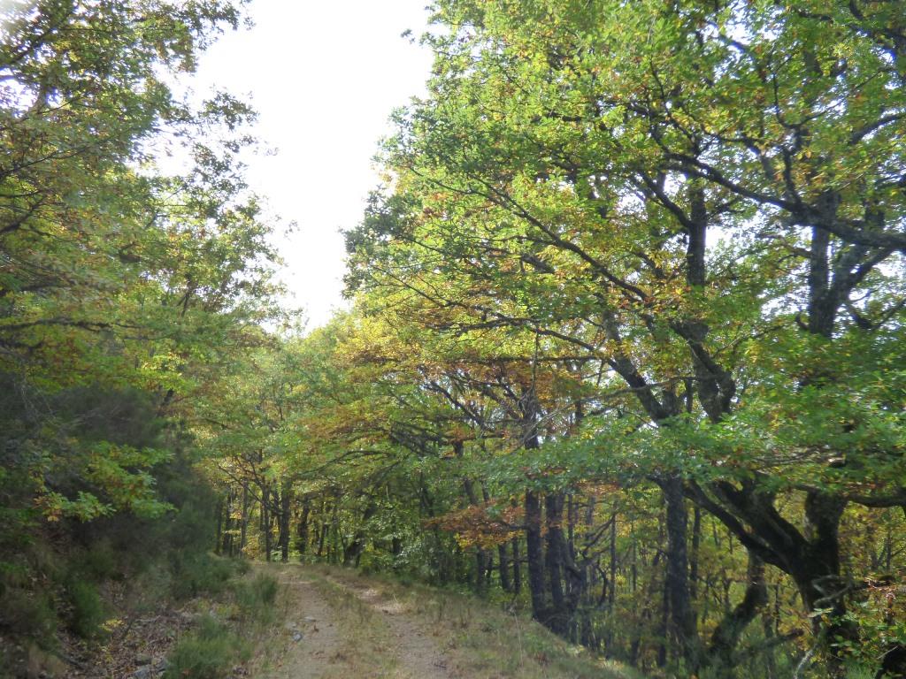 El bosque salvaje de pardomino