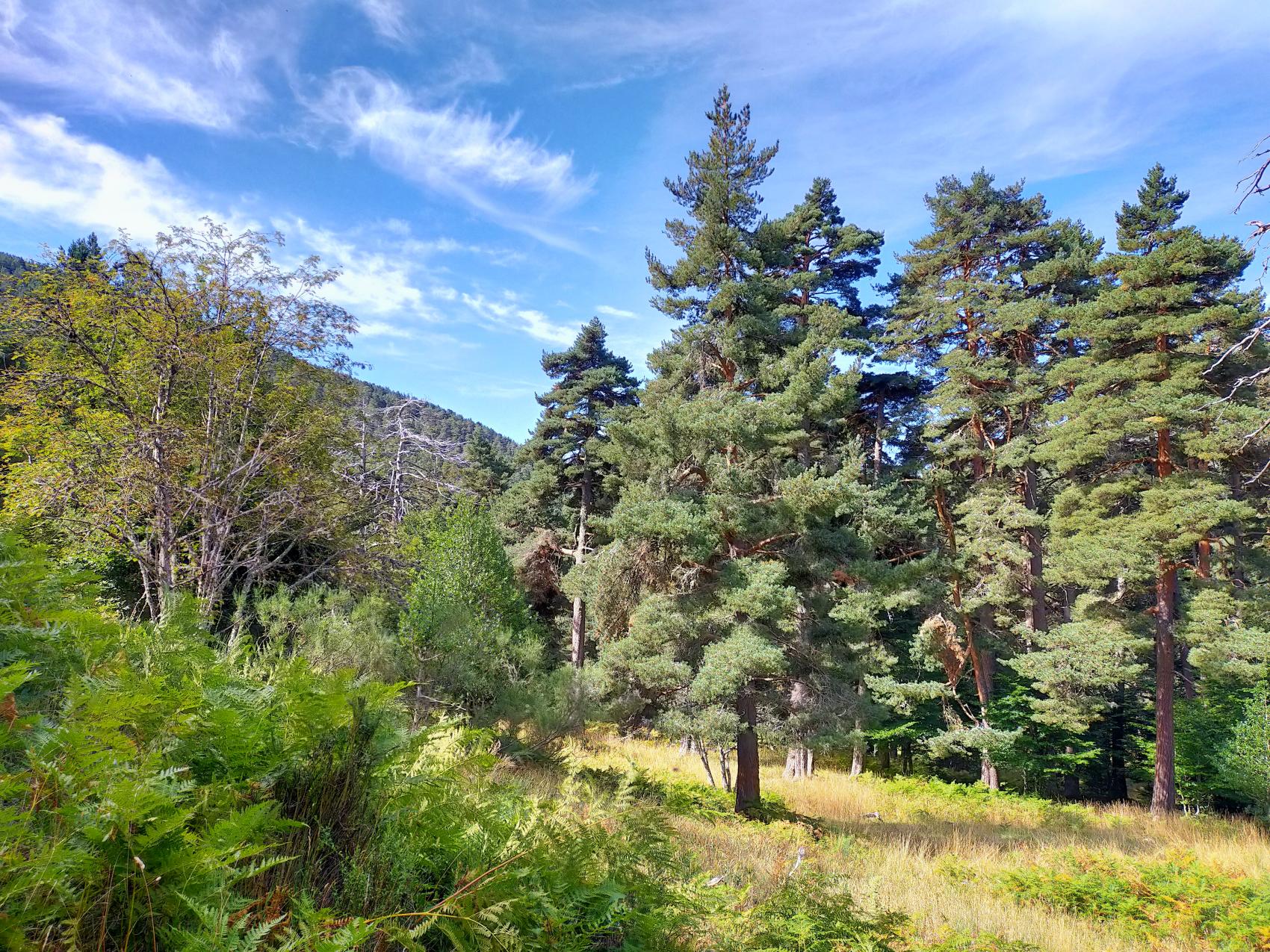 Pinar de Puebla de Lillo, un bosque de más de 4000 años