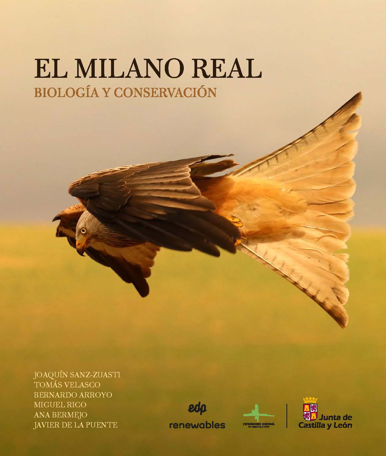 Castilla y León alberga, durante el invierno, la mayor población de milano real del mundo
