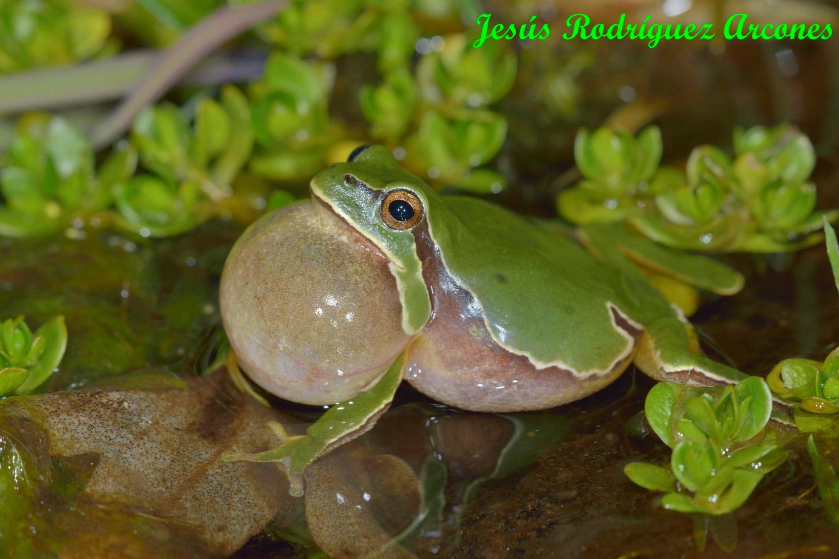 Fotografías de anfibios