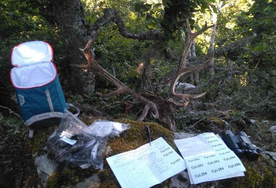 Finalizan los trabajos de campo del primer censo genético nacional de oso pardo cantábrico