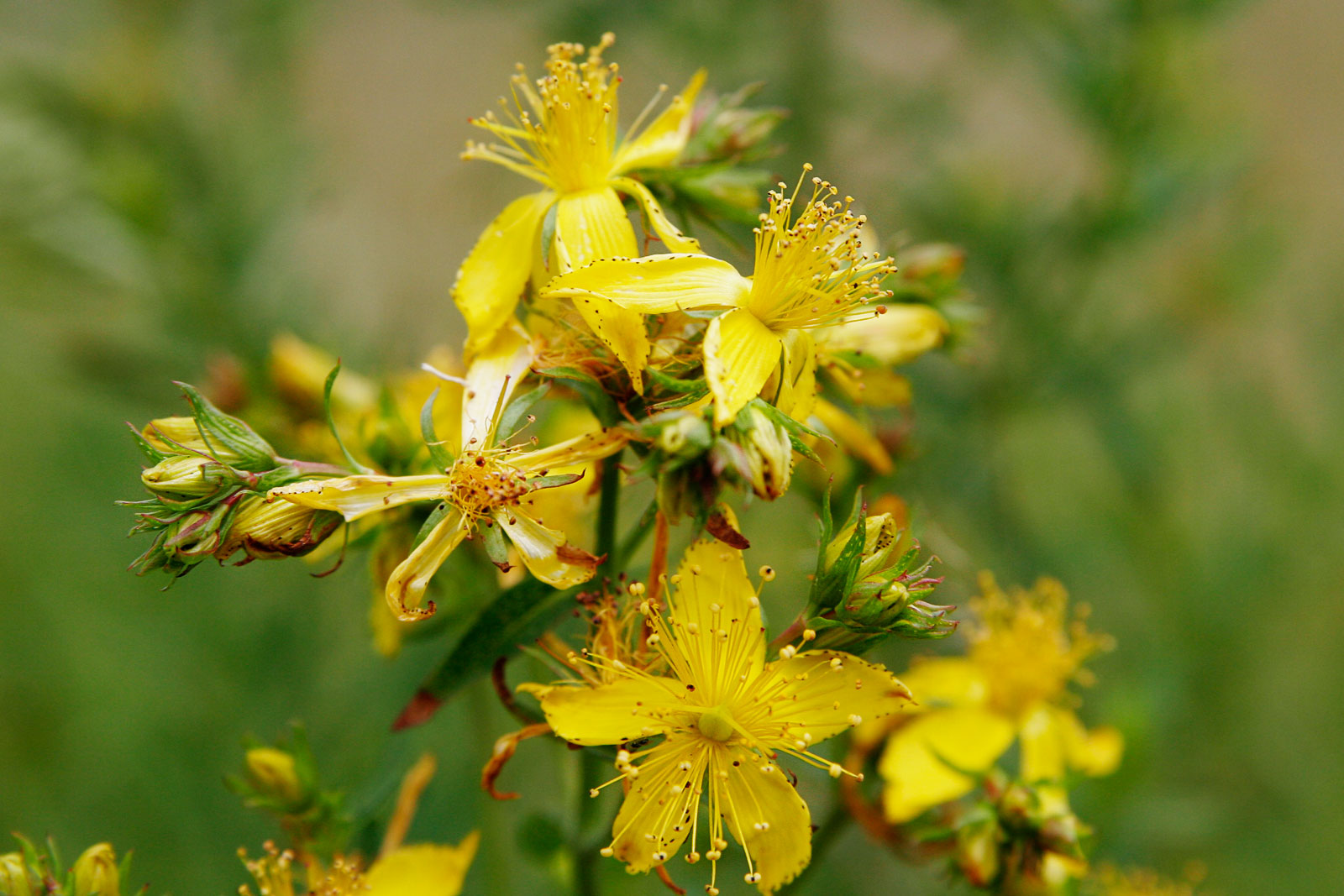 Taller de plantas aromáticas y medicinales