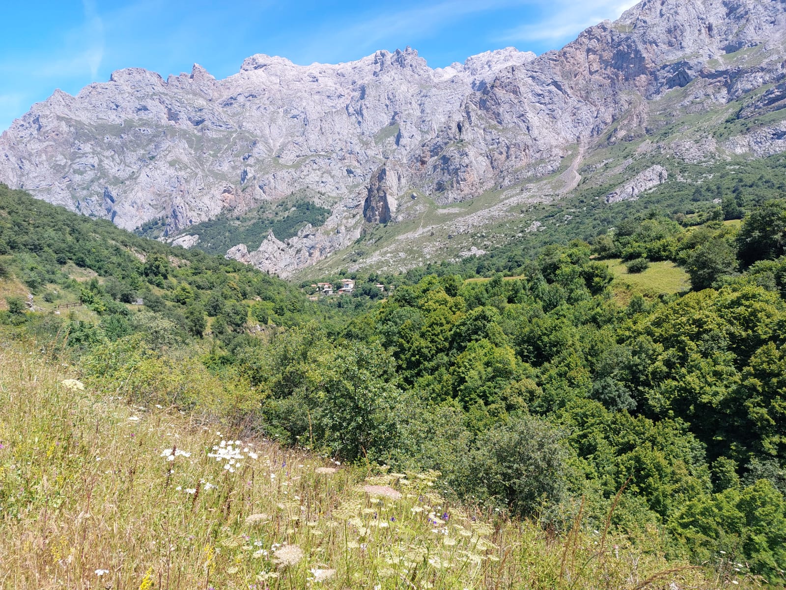 Descubriendo las plantas del valle de valdeón
