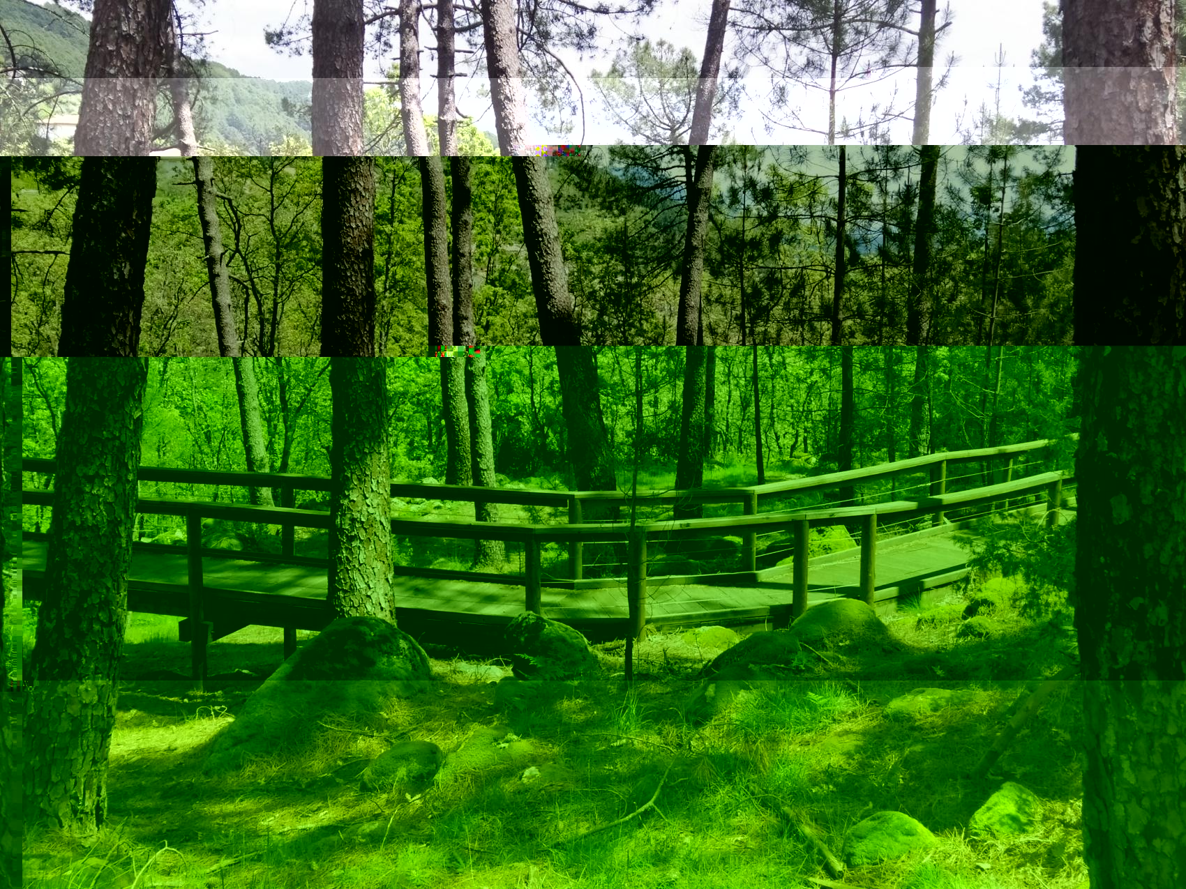 Bosques para reconectar con la naturaleza