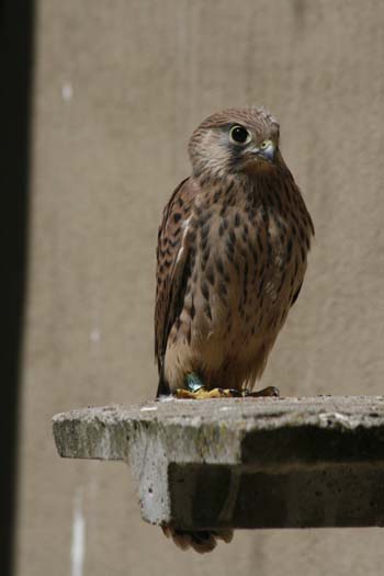 PERSONAL DEL CRAS DE VALLADOLID LIBERAN A UN BUITRE LEONADO EN EL PÁRAMO DE MÉLIDA (PEÑAFIEL)
