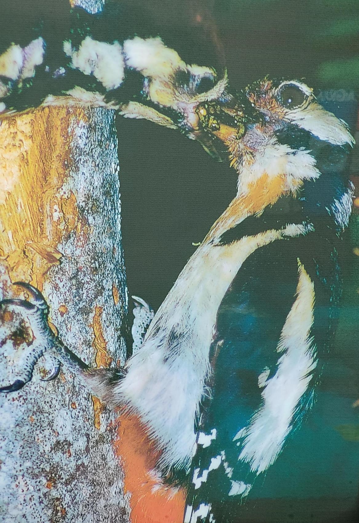 Experiencia en la naturaleza: "el bosque en otoño y las aves viajeras"