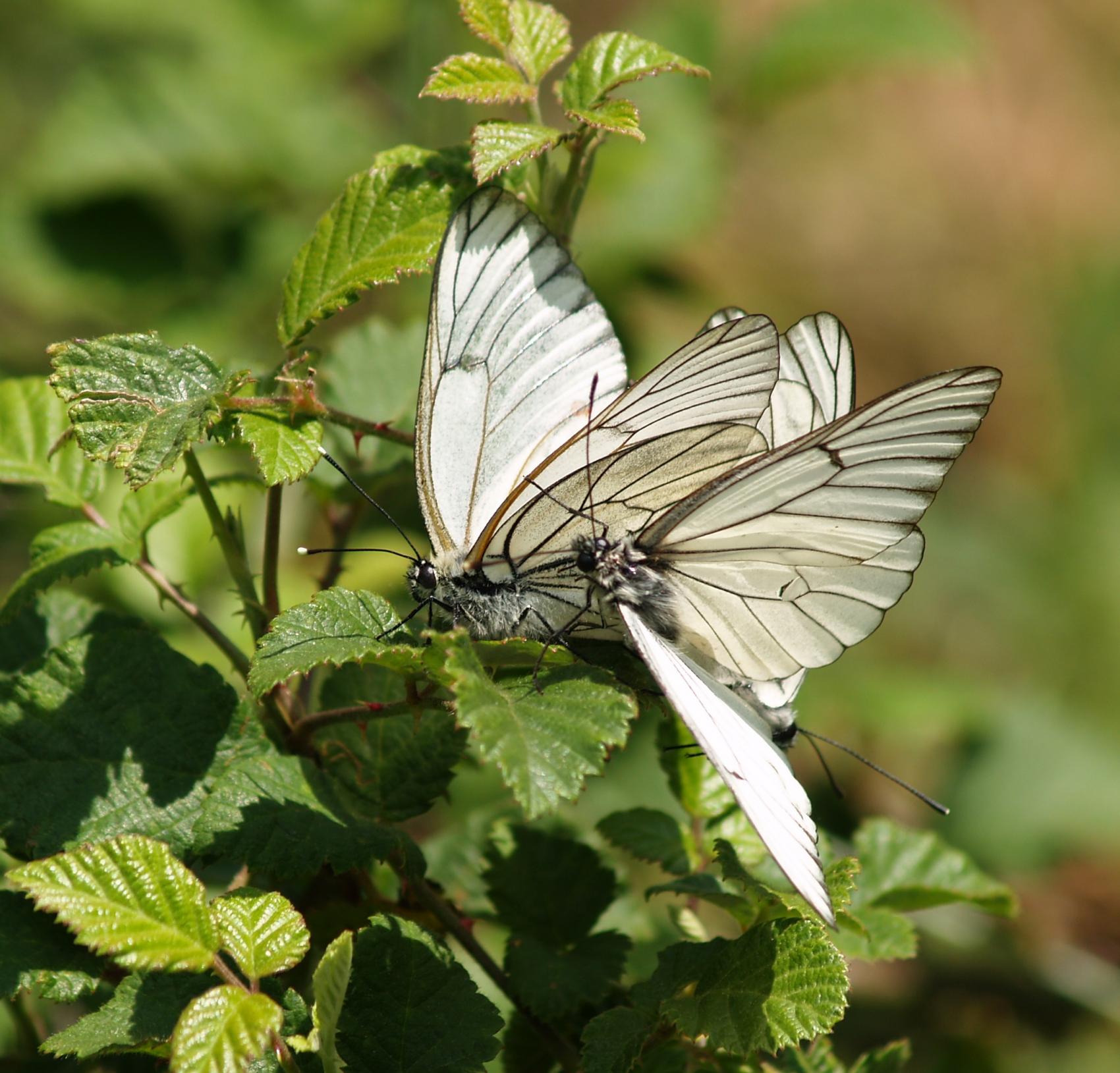 Descubre las mariposas del valle de iruelas.