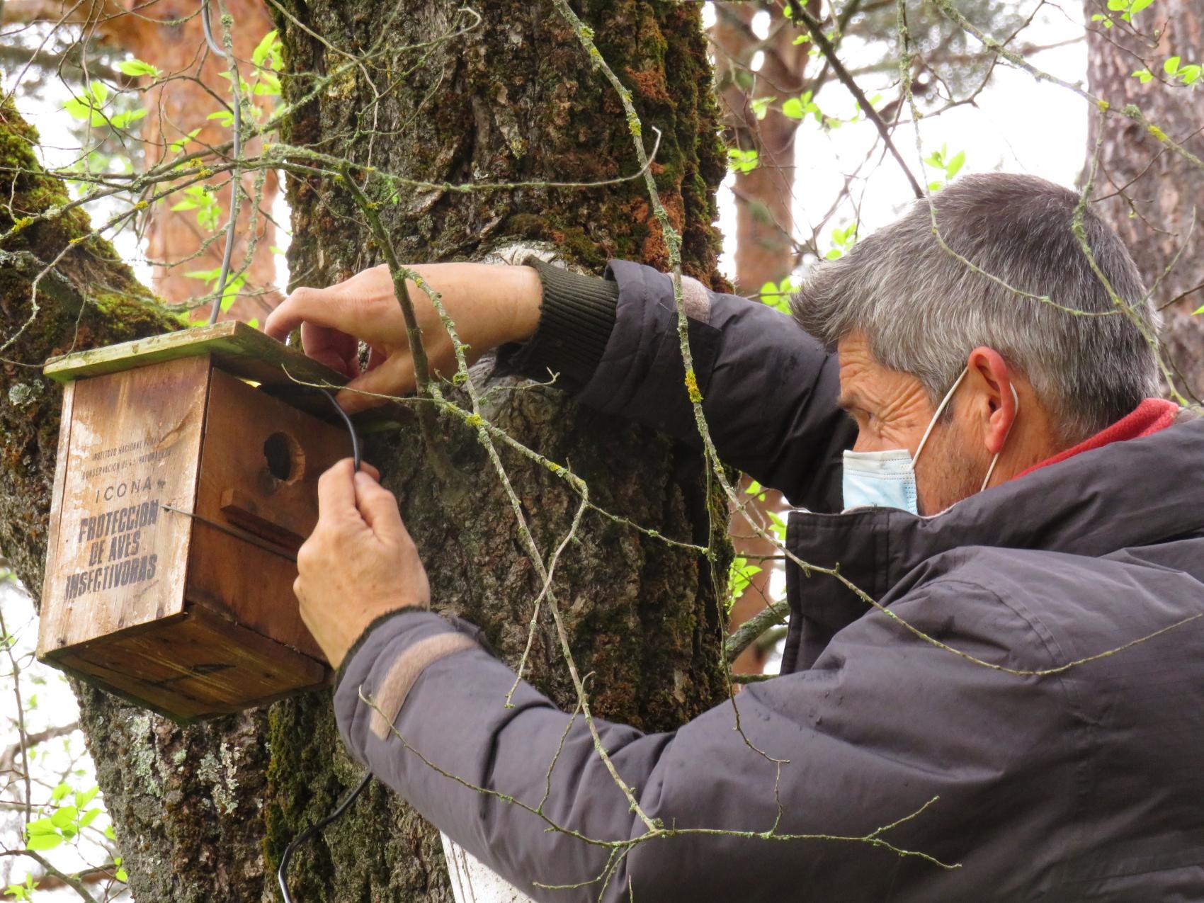 Censo aves nidificantes en cajas nido